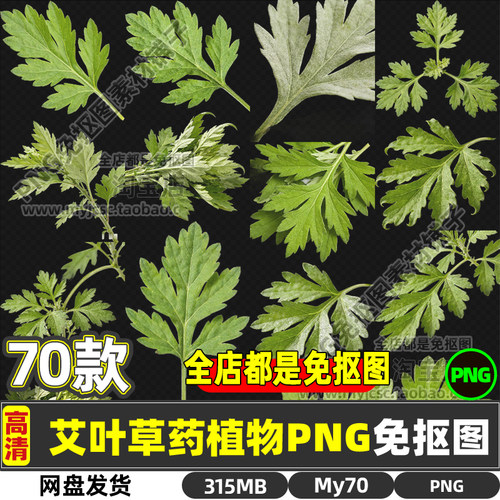 高清艾叶艾高家艾药材中药草药植物免抠图片海报设计商用打印素材