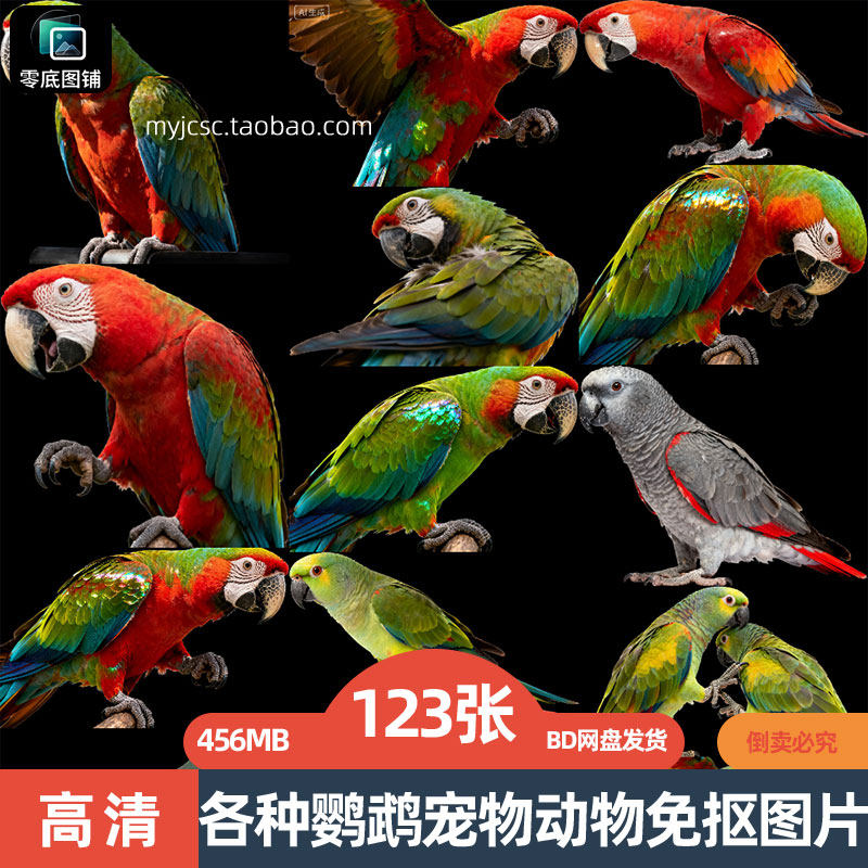 高清鹦鹉鸟禽飞鸟动物PNG透明图层免抠图片PS海报设计素材网盘包