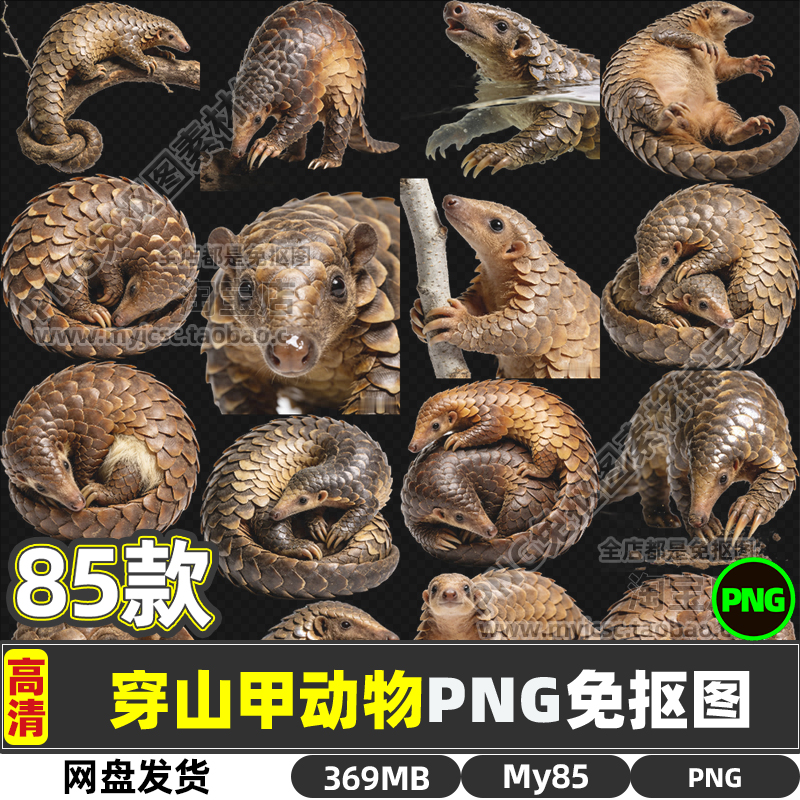 高清穿山甲动物生物PNG透明免抠图片海报设计素材可商用打印文件