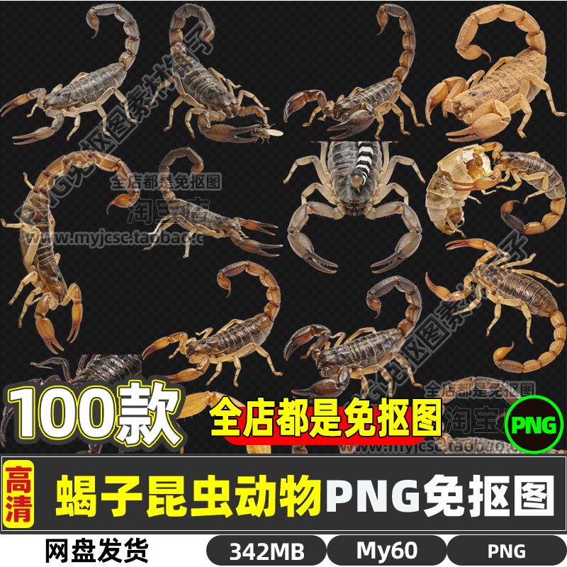 高清蝎子动物生物昆虫PNG透明免抠图片海报设计素材商用打印文件