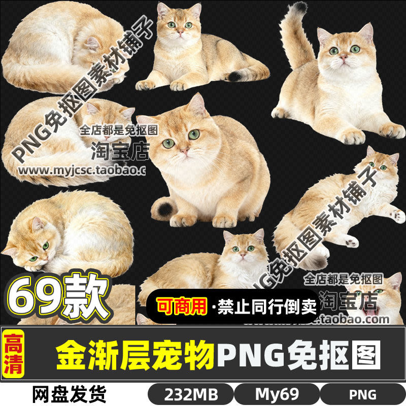 高清可商用金渐层宠物可爱猫咪动物PNG透明免抠图片海报设计素材