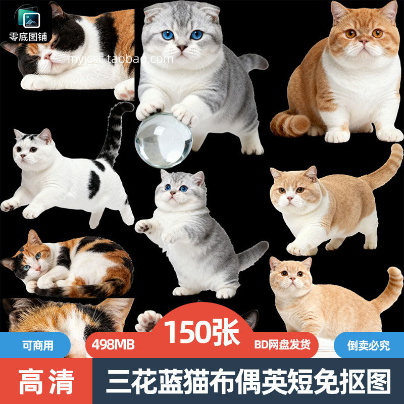 高清三花蓝猫布偶加菲猫田园狸猫咪英短宠物动物免抠图片商用素材