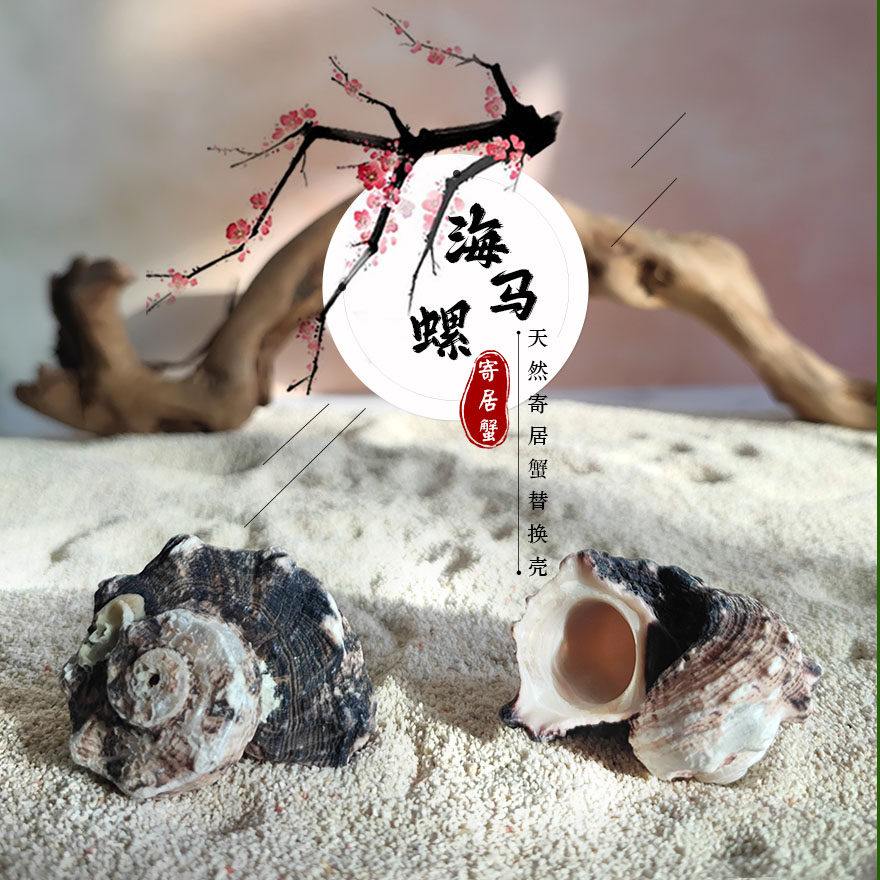 天然海螺贝壳海马螺卷贝鱼寄居蟹替换壳鱼缸造景家居装饰