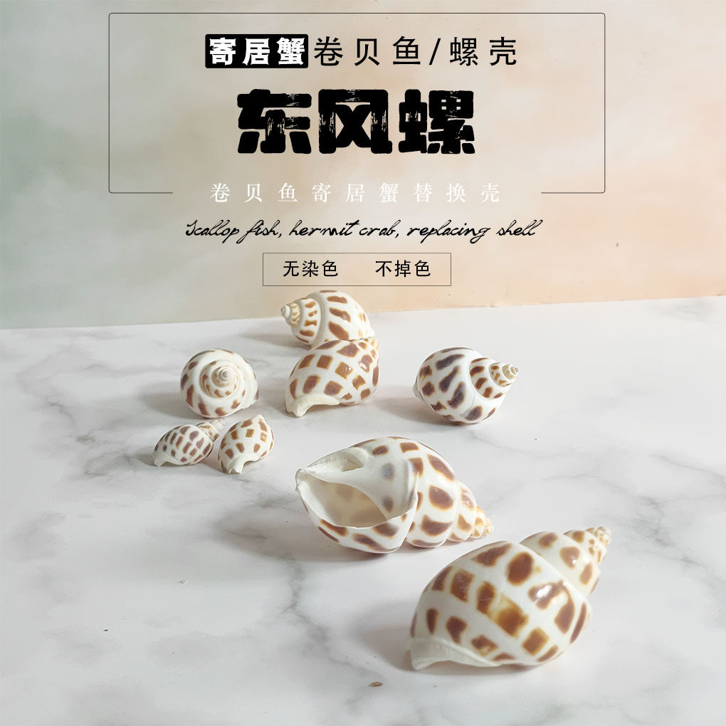 东风螺花斑螺天然海螺贝壳鱼缸造景卷贝鱼寄居蟹备用壳专用替换壳