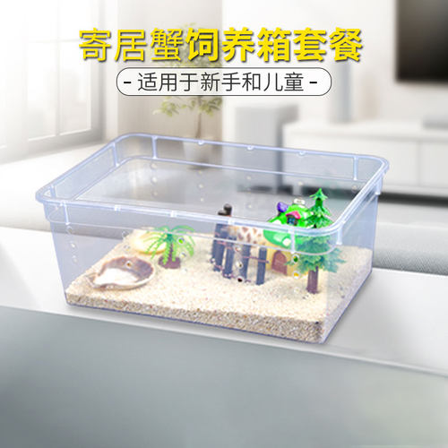 寄居蟹活体套餐新手塑料办公桌