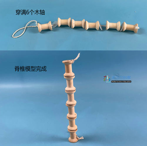 脊椎模型手工材料科教小学科学