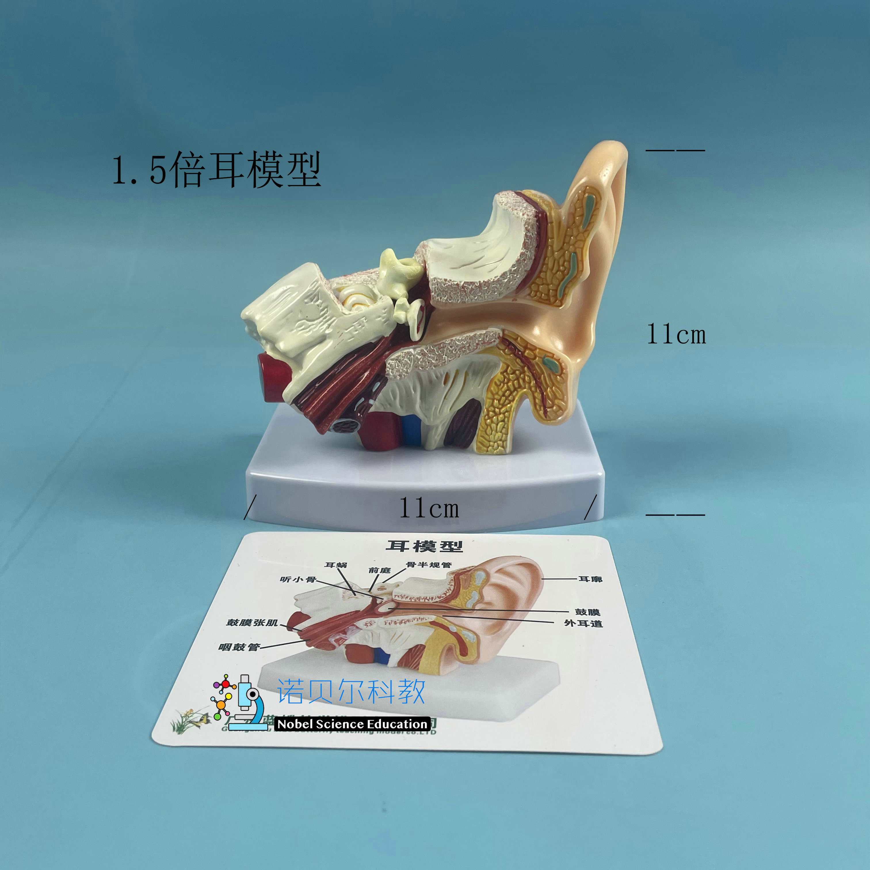 1.5倍耳模型塑料材质诺贝尔科教实验器材11cm*11cm