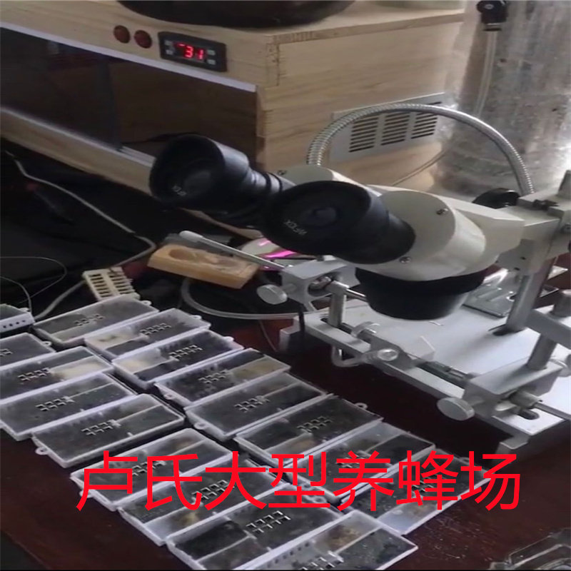 蜂王种王蜜蜂活体优质新王中蜂阿坝原种仓王双色王人工授精王包邮