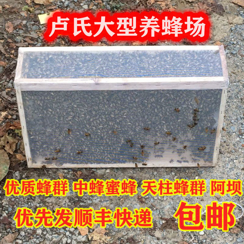 蜜蜂活群中蜂蜂群带王群蜂带王双色蜂群笼蜂土蜂群箱蜂群蜂王包邮