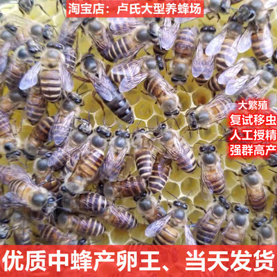 新开产中蜂蜂王种王高产蜜蜂伏牛广西产卵王双色土蜂阿坝王红背王