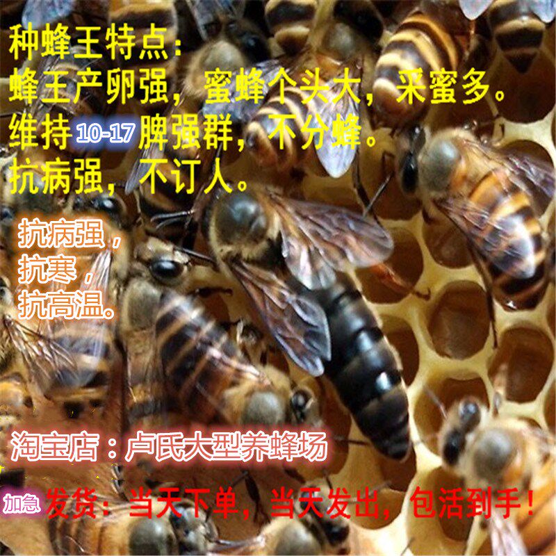 广西中蜂蜂王种王高产蜜蜂纯种开产双色王仓土蜂阿坝红背广东伏牛