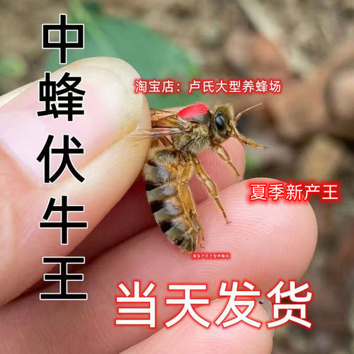 广西新开产中蜂王伏牛高产蜜蜂伏新牛产卵王双色土蜂阿坝王红背王