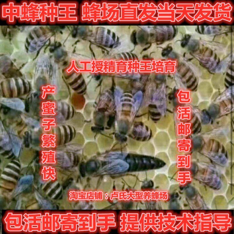 新开产中蜂蜂王种王高产蜜蜂伏牛广西产卵王双色土蜂阿坝王红背王