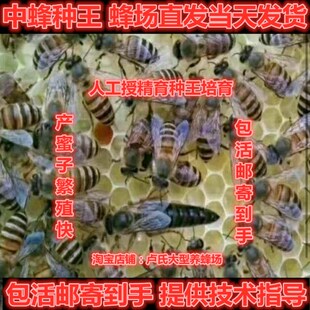 广西新开产中蜂伏牛王种王蜜蜂双色土蜂四川阿坝王红背产卵交尾王