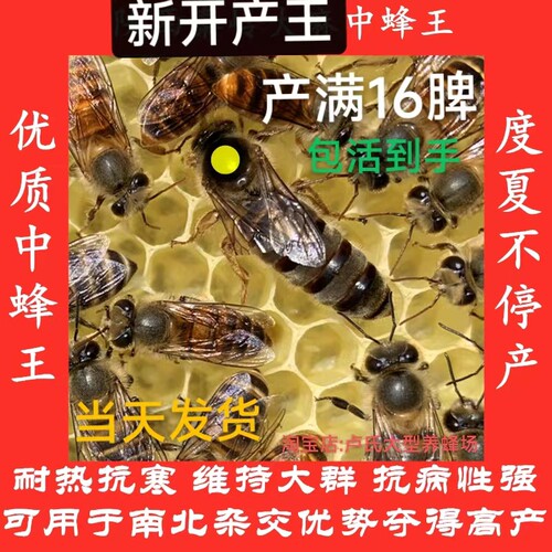广西蜂王中蜂开产王双色阿坝蜜蜂蜂王中蜂蜂群带王土蜂伏王产卵王