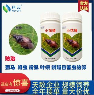 科云小花蝽活体天敌蓟马粉虱蚜虫叶螨卵幼虫防花果蔬大棚瓶装