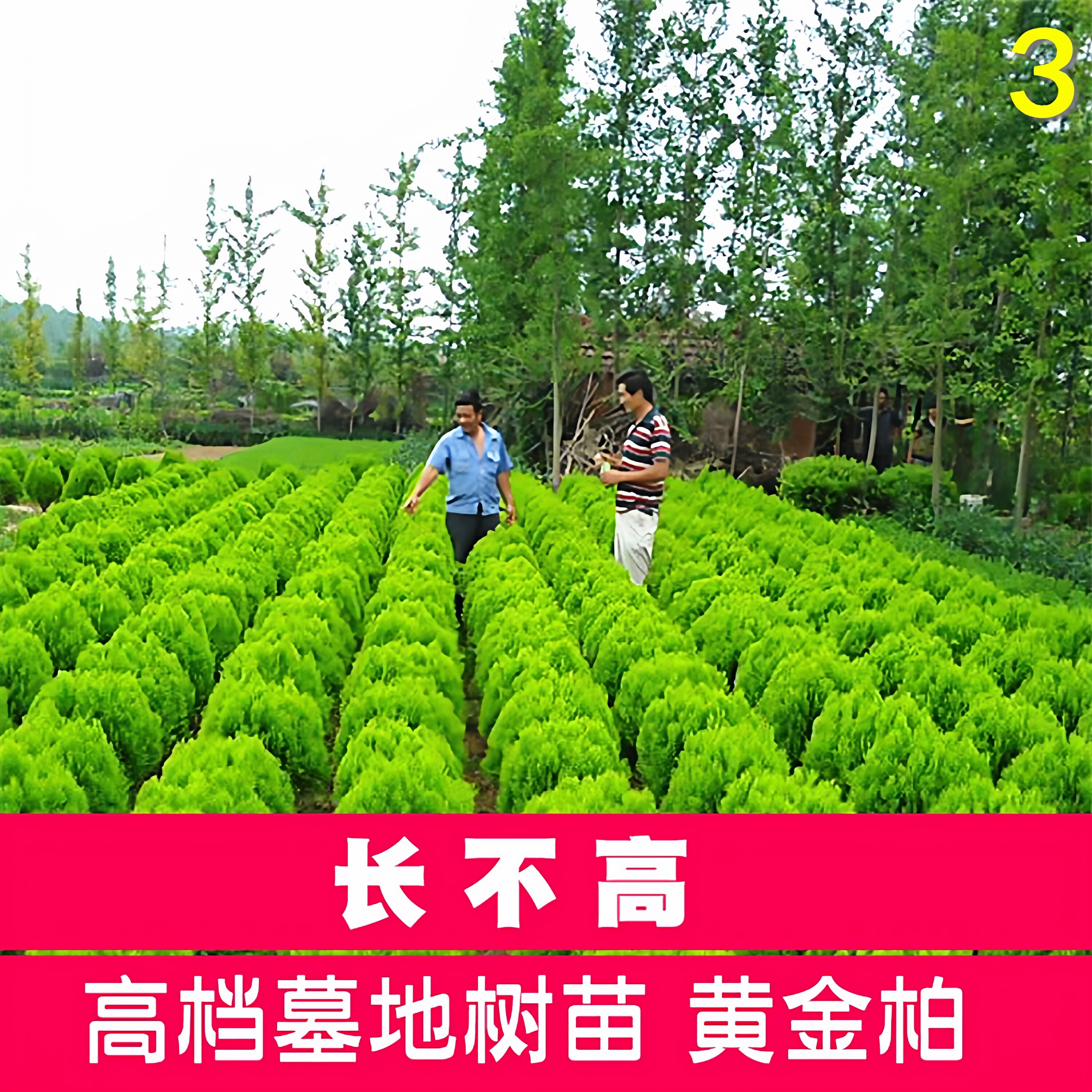 松柏球型黄金柏 洒金柏树苗 松柏树 塔柏龙柏松柏苗 盆栽花卉耐寒