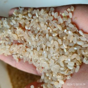 4首崇明胚丑米鸭稻米粥蟹田老种胚芽米低糖粳