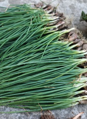 W4新鲜现挖野葱野蒜小根蒜野胡葱白香葱野菜小葱野山葱