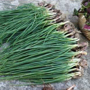 W4新鲜现挖野葱野蒜小根蒜野胡葱白香葱野菜小葱野山葱