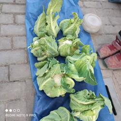 上海崇明本地露天紧实实心矮脚老式花菜菜花新鲜蔬菜冬