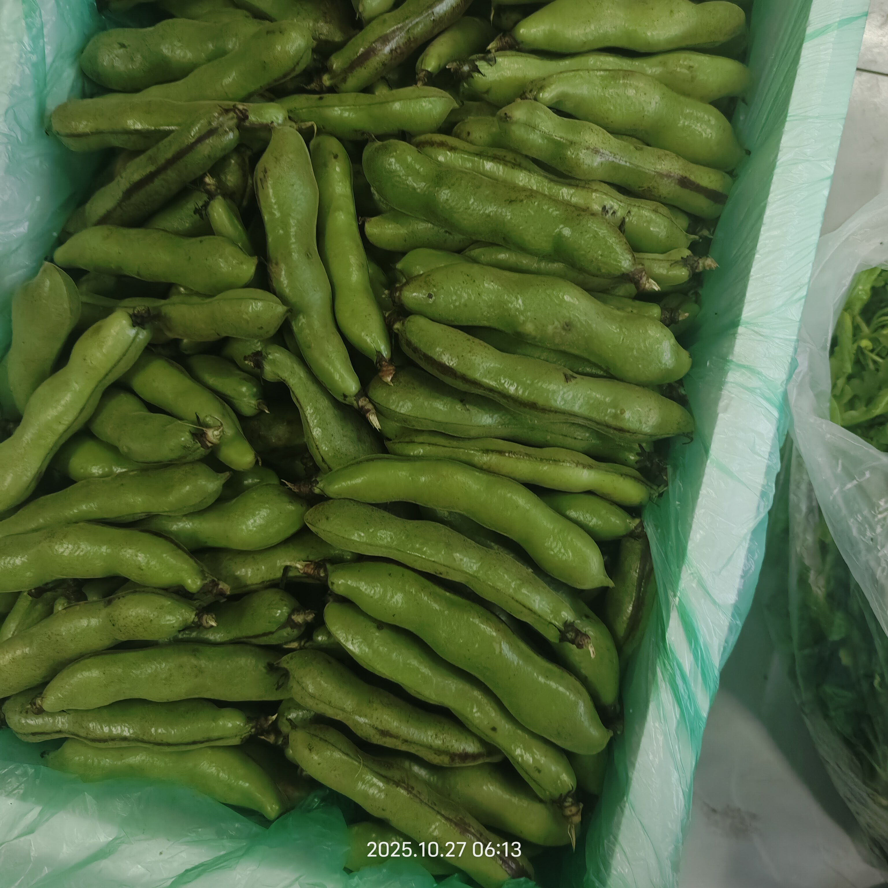 新鲜蚕豆现摘蔬菜带壳胡豆青豆荚新鲜豆类