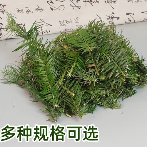 新鲜杉树叶真叶绿色园艺布景装饰