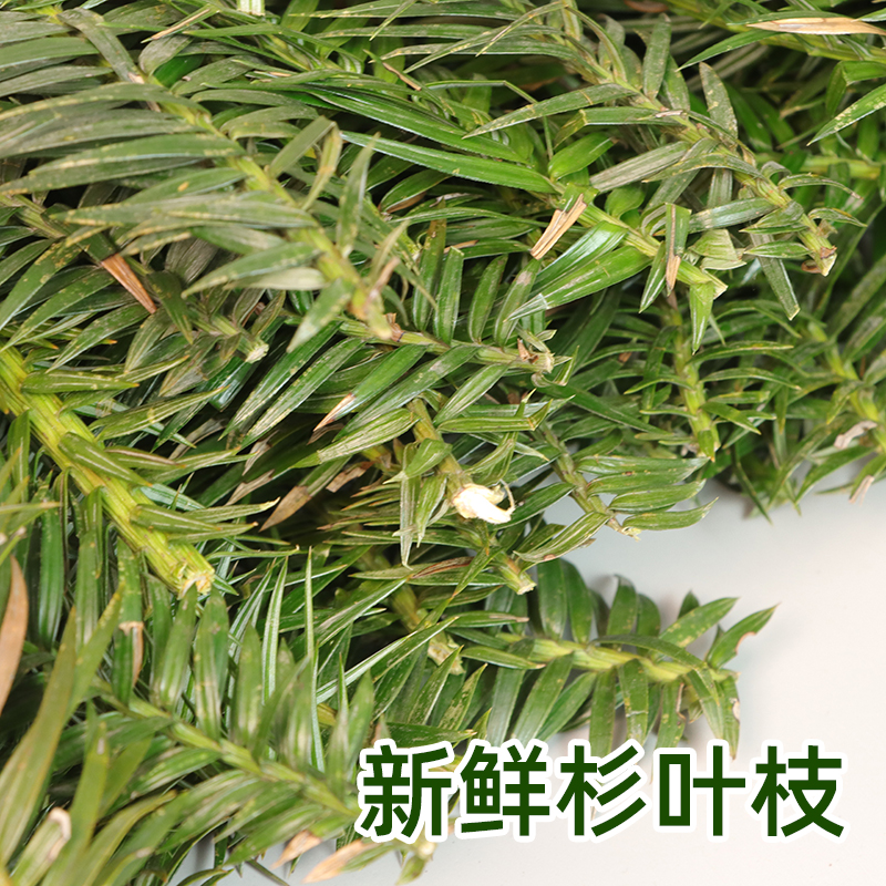 新鲜自然杉树叶杉树枝叶树根新鲜真叶子道具园林绿景装饰泡水名茶