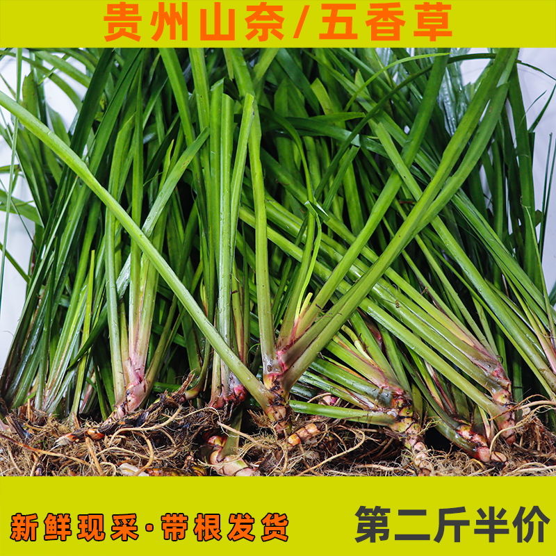 随手香新鲜带根五香草贵州特产调味香料山奈去腥除味盆栽1斤三赖