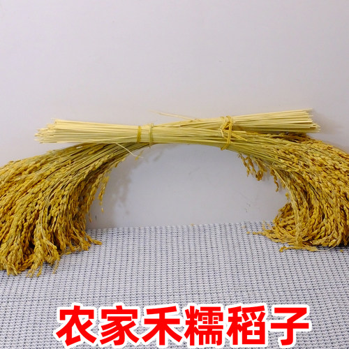 农家糯稻穗水稻穗干花农产品