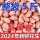 只卖净重 新货5斤现剥新花生米新货粉皮新鲜大粒便宜白沙花生米