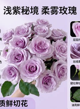 云南直发海洋之歌玫瑰鲜切花