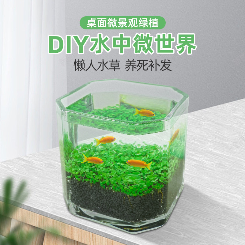 玻璃鱼缸diy生态瓶微景观迷你小鱼生态缸桌面微观植物水草籽造景