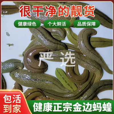 活体菲牛蛭生水蛭水蛭苗吸血蚂蟥活水蛭素中药材理疗金边蚂蝗钓鱼