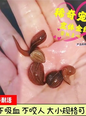 宽体金线水蛭蚂蝗鲜活野生水蛭医用水蛭活的小宠物活体软黄金水蛭