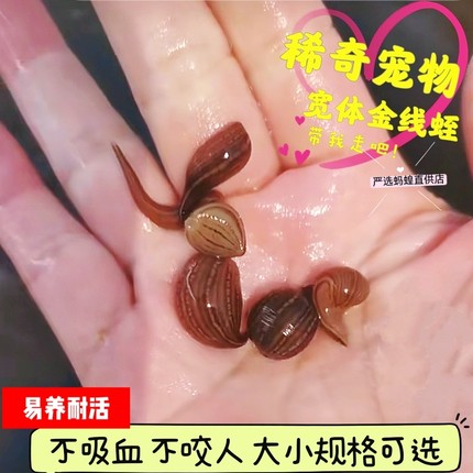 宽体金线水蛭蚂蝗鲜活野生水蛭医用水蛭活的小宠物活体软黄金水蛭