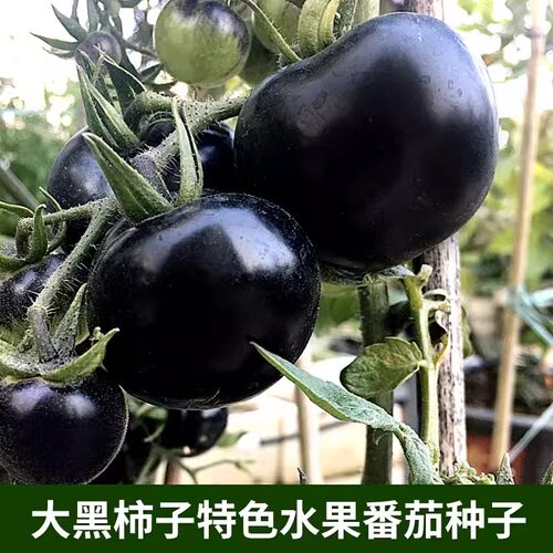 大黑番茄种子耐热懒人生长大果型