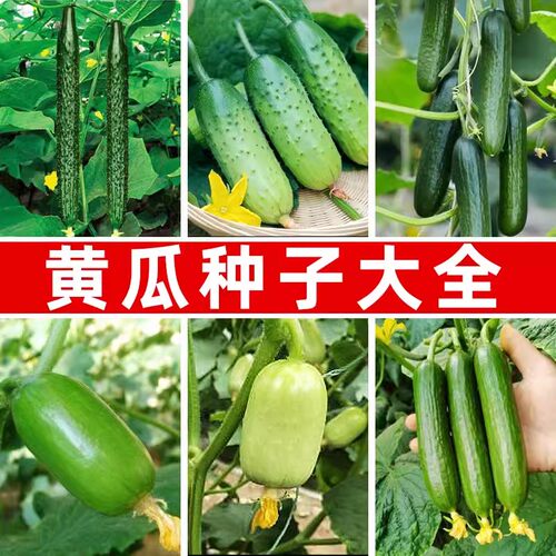 黄瓜种子大全阳台盆栽四季