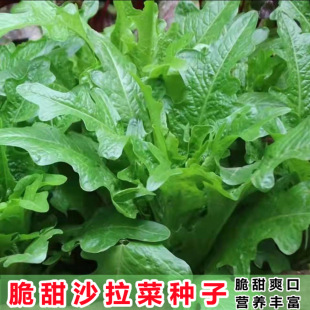 种植阳台家庭沙拉菜种籽蔬菜种子孑 甜麦菜种子香脆甜唛菜花芽四季