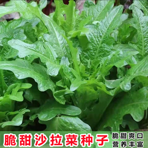 脆甜唛菜种子花芽家庭四季种植