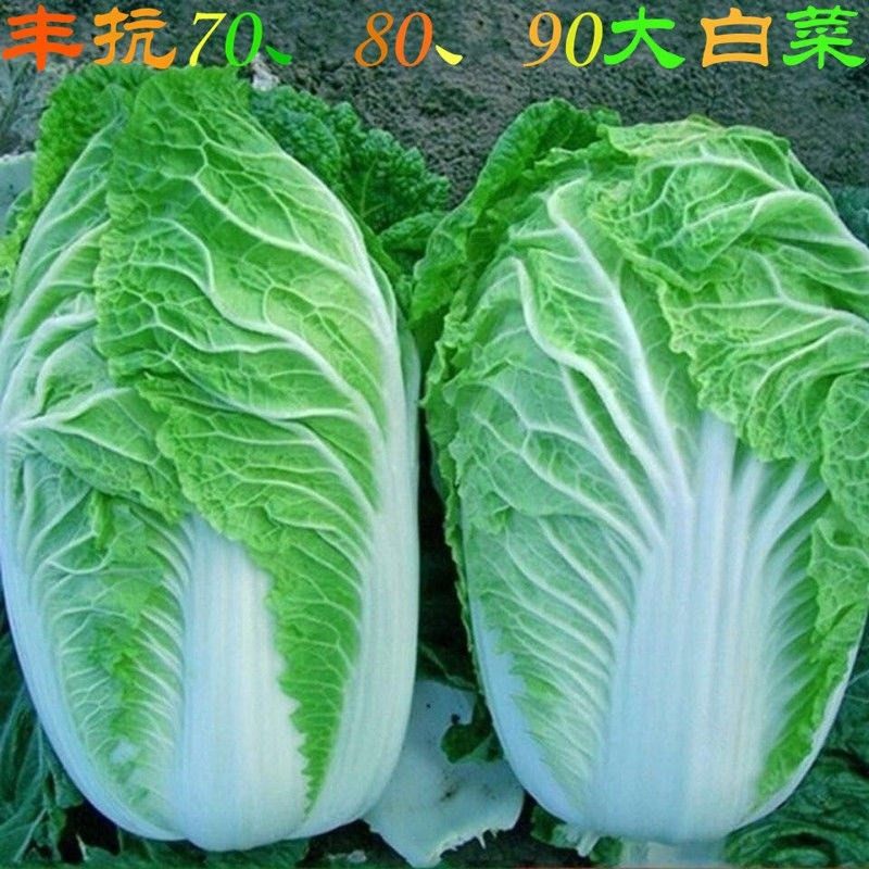 大白菜丰抗908070白菜种子白菜籽蔬菜山东白菜种孑冬季耐寒四季秋,鲜花速递/花卉仿真/绿植园艺,家庭园艺种子,淘宝优惠券,粉丝福利购,淘宝优惠卷