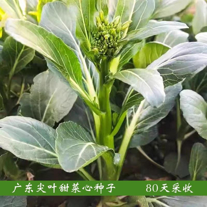 广东尖叶菜心种子80天农家种植