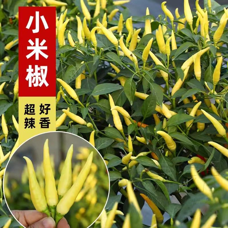 香辣朝天椒种玉脂小米辣辣椒种子农田菜园蔬菜高辣泡菜辣椒籽易种,农用物资,蔬菜种子/种苗,淘宝优惠券,粉丝福利购,淘宝优惠卷