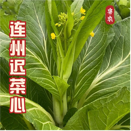 连州菜心种子迟花多苔菜心大全