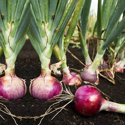 红皮洋葱种子种植特大紫红色四季