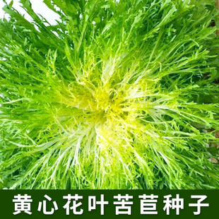 黄心花叶苦苣菜种子碎叶细叶生菜籽阳台盆栽庭院四季苦苣蔬菜种孑