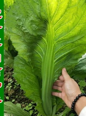 宽叶厚肉高脚芥菜种子本地土芥菜种子广东甜芥菜种子大田易种蔬菜