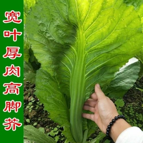 宽叶厚肉高脚芥菜种子本地土芥菜