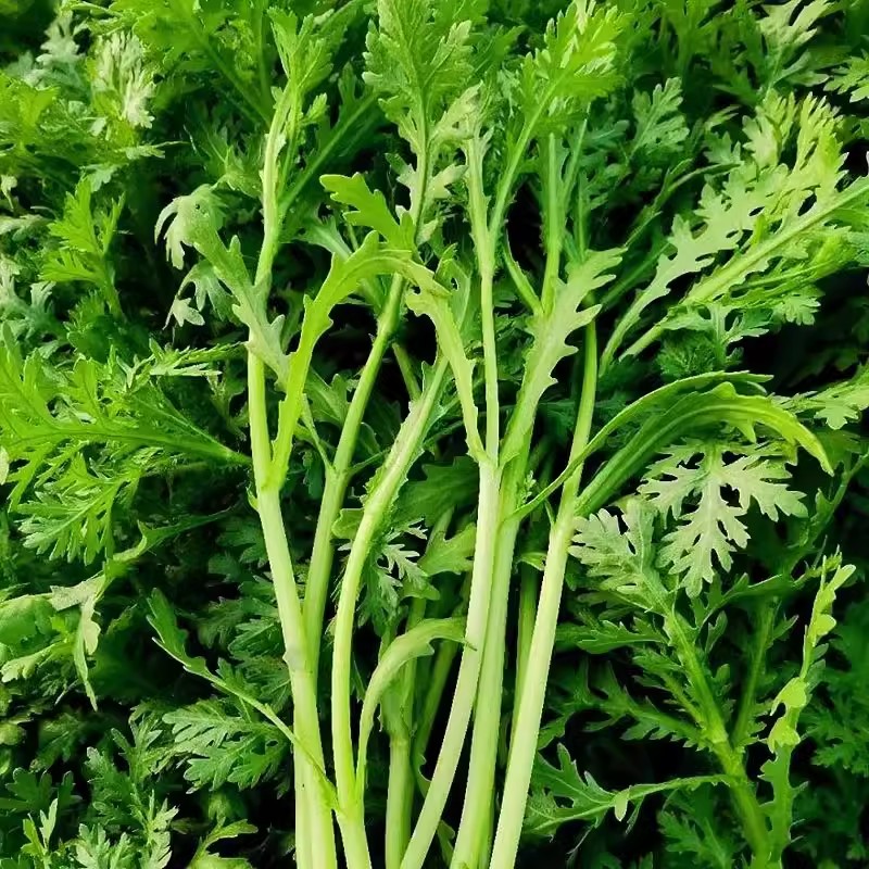 小叶茼蒿种子春秋季皇帝菜四季易活阳台盆栽蔬菜光杆种子青叶菜种