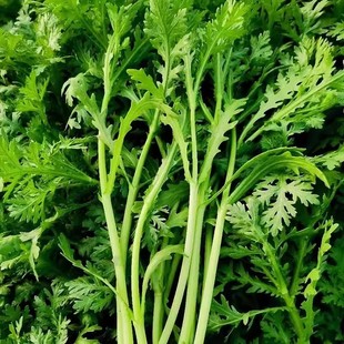 小叶茼蒿种子春秋季皇帝菜四季易活阳台盆栽蔬菜光杆种子青叶菜种